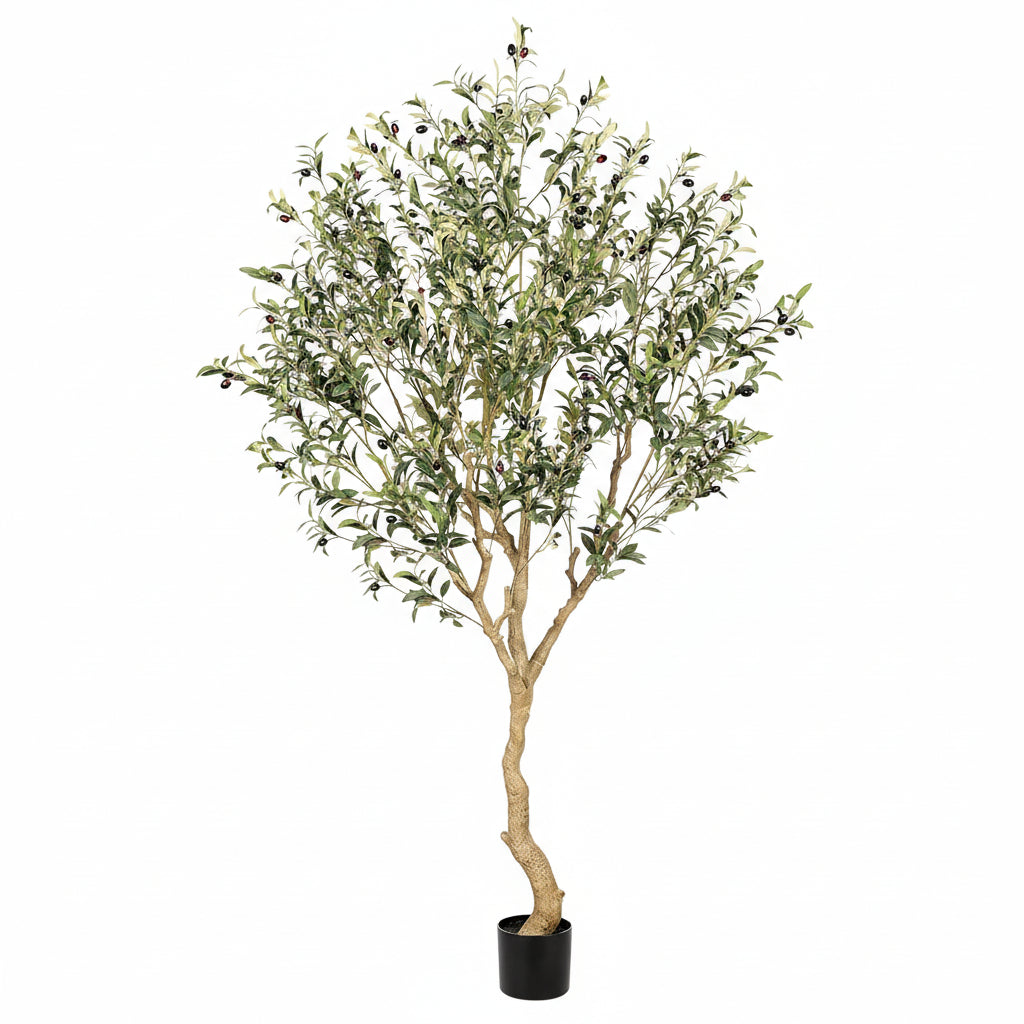 Árbol de Olivo Interior con Maceta Base
