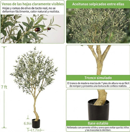 Árbol de Olivo Interior con Maceta Base